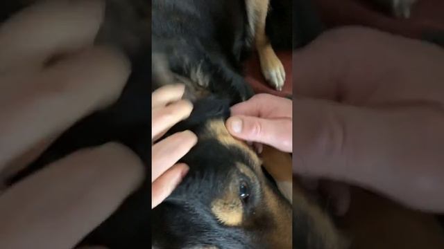 SOS! Ветеринары откликнитесь. Проблема с ухом у собаки смотреть онлайн