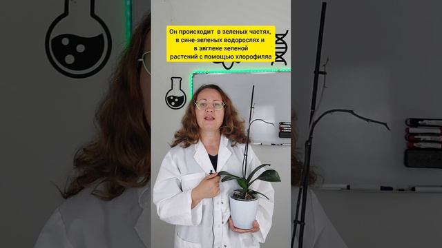 Процесс фотосинтеза можно разделить на две фазы:1. Световая.2. Темновая. смотреть онлайн
