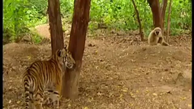 Животные леса 😕 смотреть онлайн