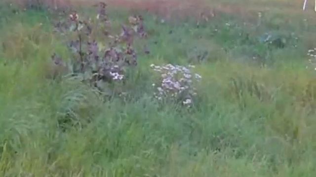 Школьный стадион п. Тельмана Тосненского района смотреть онлайн