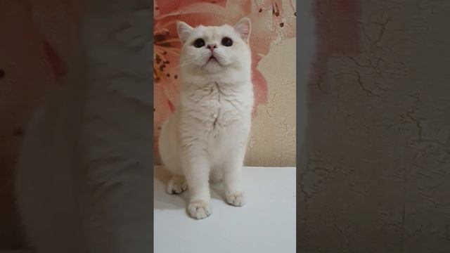 Британский кот. Золотая шиншилла смотреть онлайн