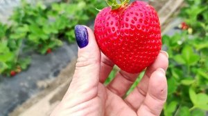 сорт клубники Лия Сахарная.