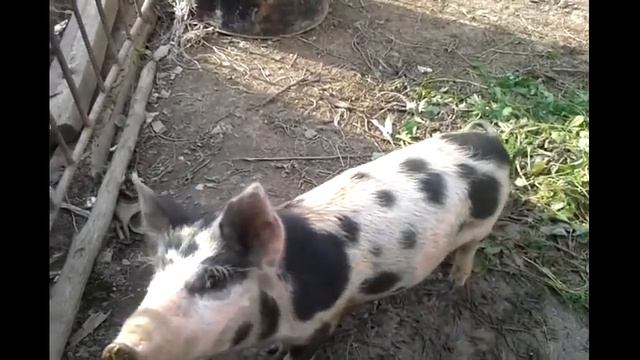 Наши поросята Джордж и Пеппа)) смотреть онлайн