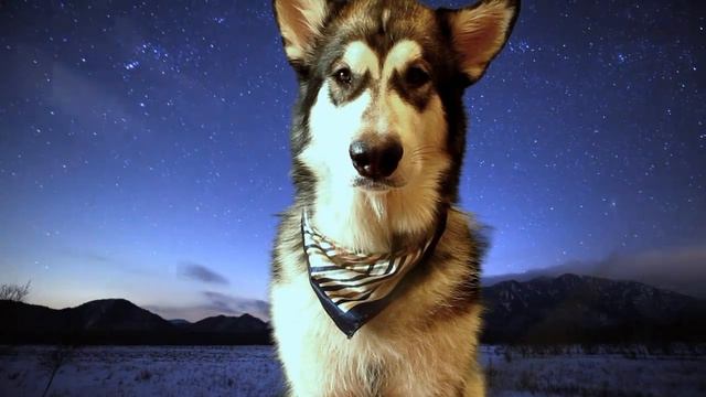 усатый ужас - stories northern 9 смотреть онлайн