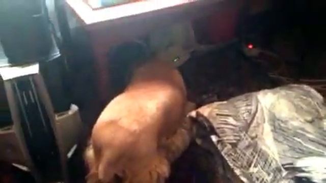 ФАНТАСТИКА! Американский кокер-спаниэль Терри прожила 11 лет! смотреть онлайн