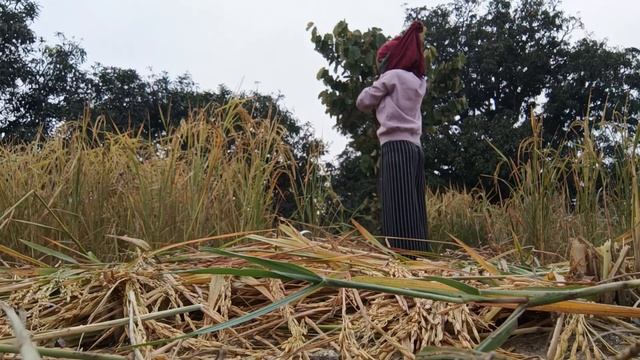 dhaan ki katai suru?? || नई बहू से भी कटवा दिए धान ??|| #villagelife #dehradun #monicasharmavlog20 смотреть онлайн