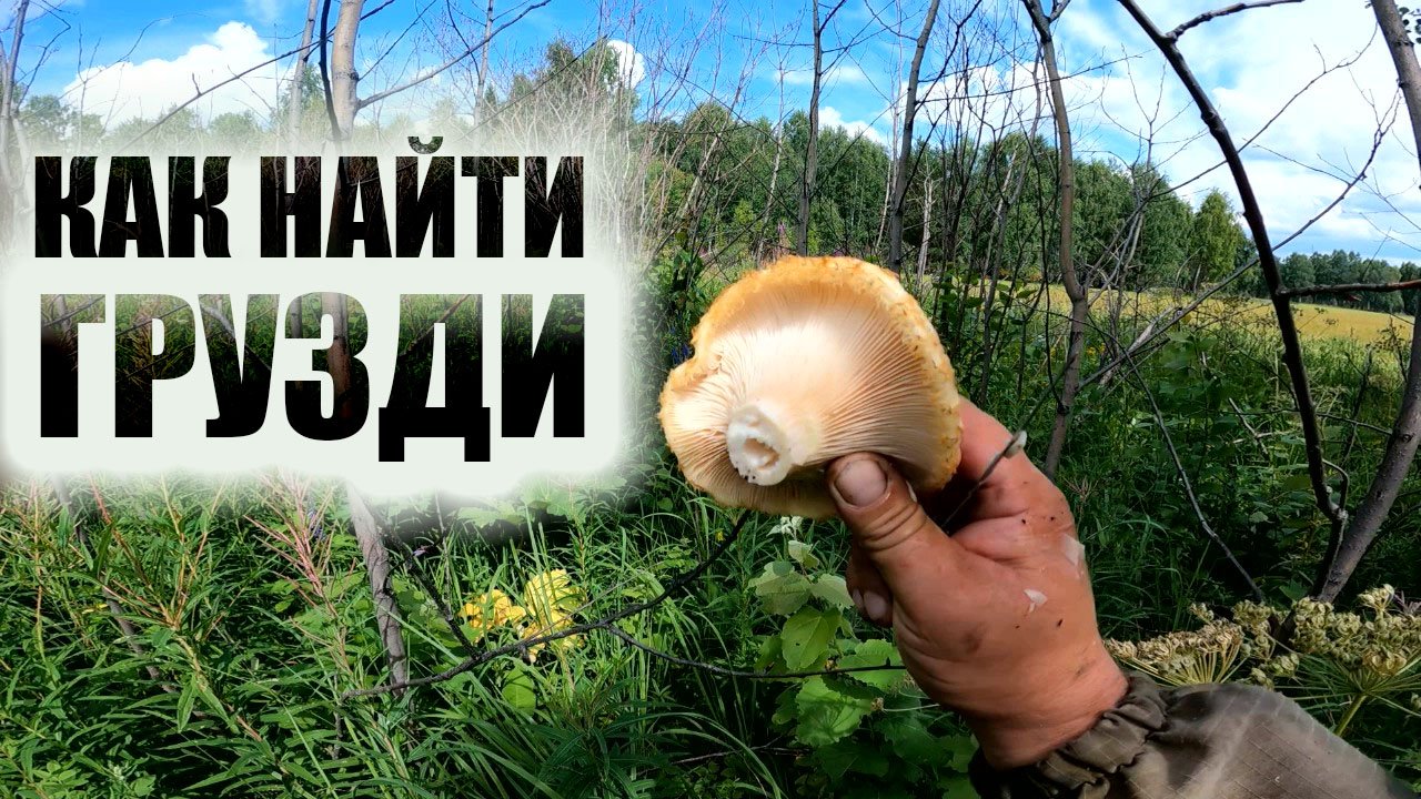 КАК НАЙТИ ГРУЗДИ В ЛЕСУ где растут грузди смотреть онлайн