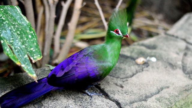 Rainbow of Birds - Why Birds Are Different Colors смотреть онлайн