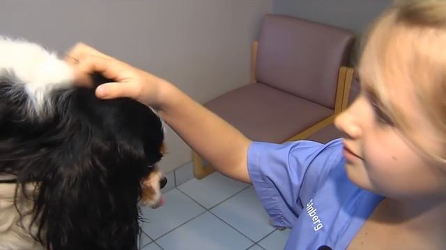 Curious Kids - Careers смотреть онлайн