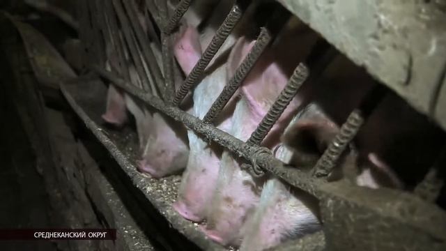 Дефицита продуктов питания в магазинах Сеймчана не наблюдается смотреть онлайн