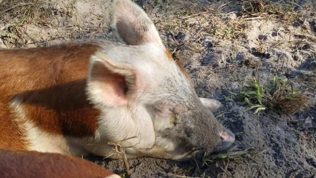 Eliminating torpedo grass naturally and organically смотреть онлайн