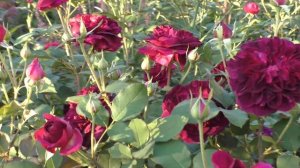 Розы  Манстед Вуд второе цветение в саду.