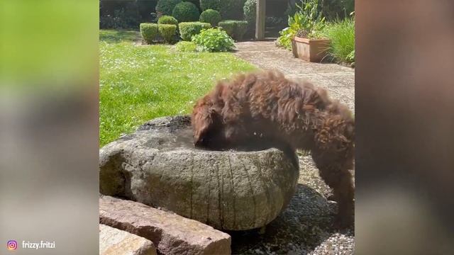 Barbet - Top 10 Facts смотреть онлайн