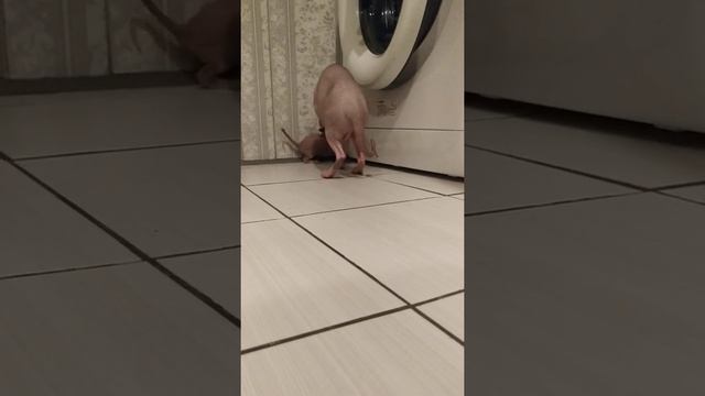 Як виглядають кошенята канадського сфінкса в місяць.