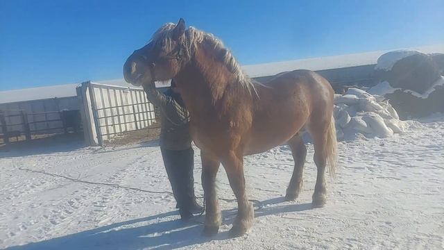 Советский тяжеловоз,,Рекорд,, 4года смотреть онлайн