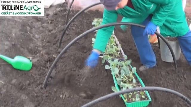 ? Как посадить цветную капусту в открытый грунт под временное укрытие. Высаживаем капусту цветную. смотреть онлайн