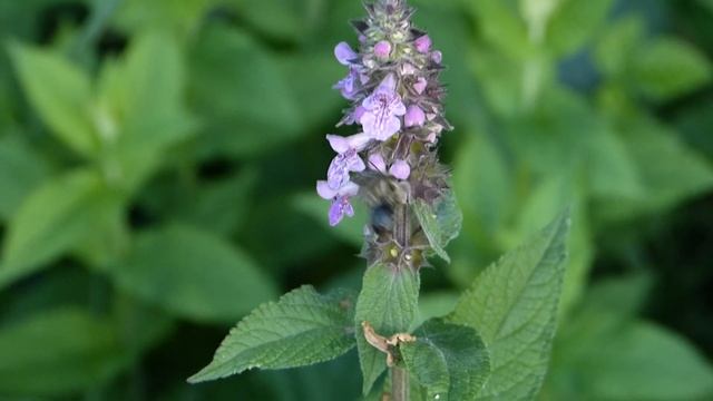 Anthophora furcata ♂ (Apidae-Hymenoptera) butine Stachys palustris смотреть онлайн