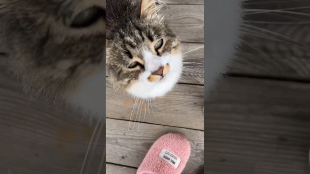 Кот не пьет молоко смотреть онлайн