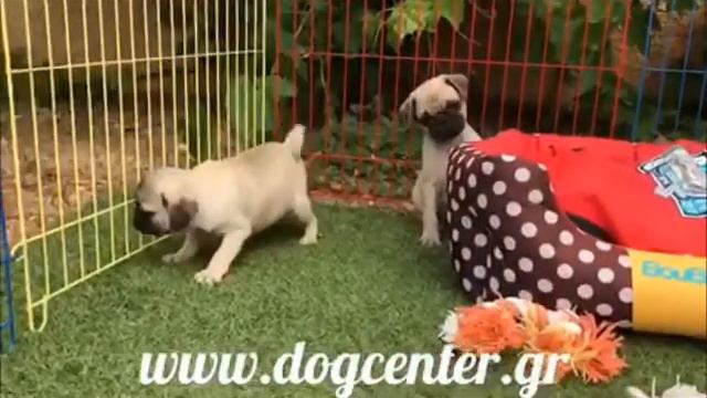 Pug Mops boys video eXVIII DogCenter смотреть онлайн
