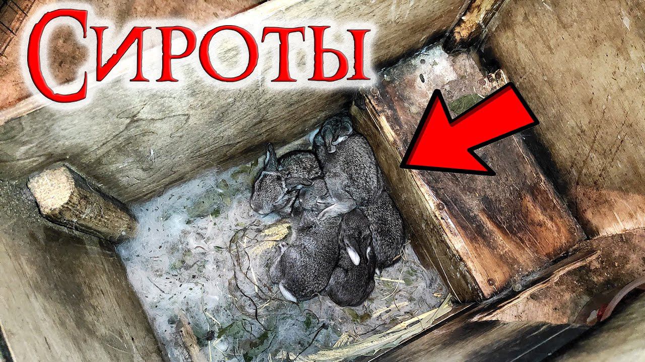 Умерла крольчиха. Как куковать крольчат? смотреть онлайн