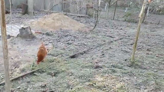 Куры зимой в холодном курятнике. Лампа обогреватель для курятника. смотреть онлайн
