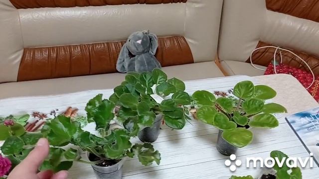 Комнатные цветы. Фиалки с посылки, прошло десять месяцев. смотреть онлайн