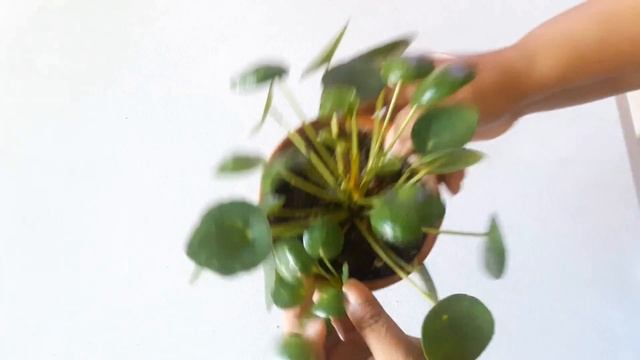Pilea Peperomioides Propagation (Chinese Money Plant Propagation) смотреть онлайн