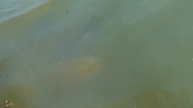 РЫБАЛКА 2023. Карповое безумие 2023. Revealing the Unbelievable Carp Frenzy in 2023! смотреть онлайн