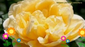 Роза кустовая Шарлот. Краткий обзор, описание характеристик, где купить саженцы Charlotte