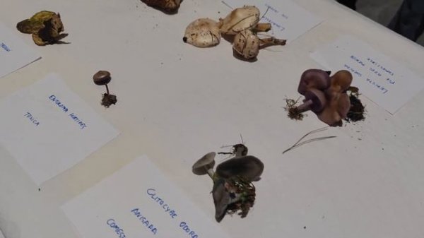 Setas de terreno calizo que hemos encontrado en la salida al campo de Torquemada (Palencia)