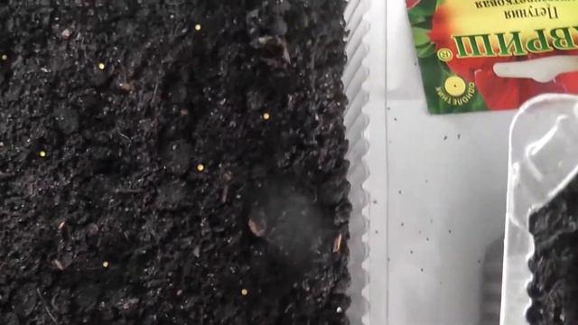 Посев петунии на рассаду в марте.