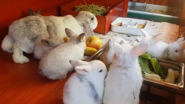 Holland Minilop Rabbits смотреть онлайн