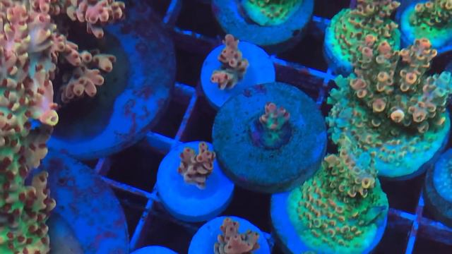 REx Cake Dream Acro SPS Coral . Интернет магазин REEF EXCLUSIVE смотреть онлайн
