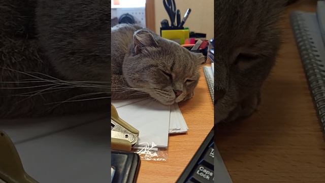 #котик#тоша#спит#видит#сны смотреть онлайн