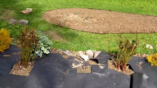 СНОВА ЗАМОРОЗКИ! СНОВА МАГАЗИНЫ! Спасаю растения, а кто спасет меня?? смотреть онлайн