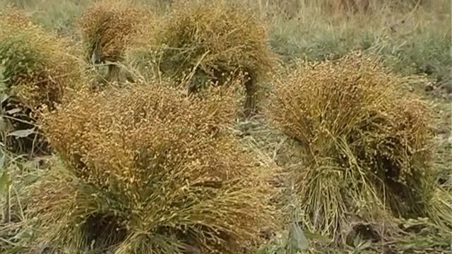 Снопы в поле смотреть онлайн