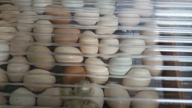 Вывод цыплят на 20 день.Всё хорошо??? смотреть онлайн