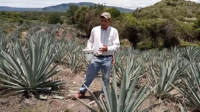 FITOSANIDAD EN EL CULTIVO DE AGAVE PARTE 3 смотреть онлайн