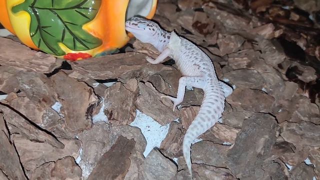 Линька эублефара🦎/Кожу съедает полностью! смотреть онлайн