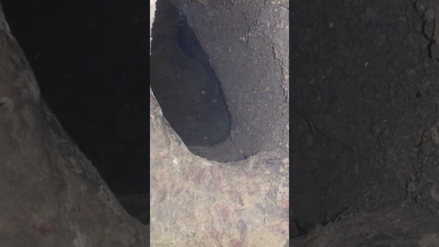 Ягдтерьер в лисьей норе смотреть онлайн