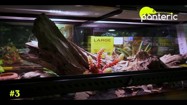 Рептилии для начинающих