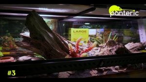 Рептилии для начинающих