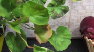 КРАСНЕЮТ ЛИСТЬЯ НА ГЕРАНИ. 2 ОСНОВНЫХ ПРИЧИНЫ.