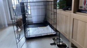 VLOG: берём КОРГИ - первую собаку / показываю покупки для щенка / как КОТ воспринял Вилли в доме?