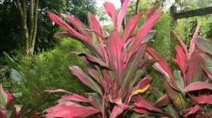 Желтеет Кордилина. Проблемы выращивания тропиканки.