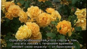 Роза Амбер куин