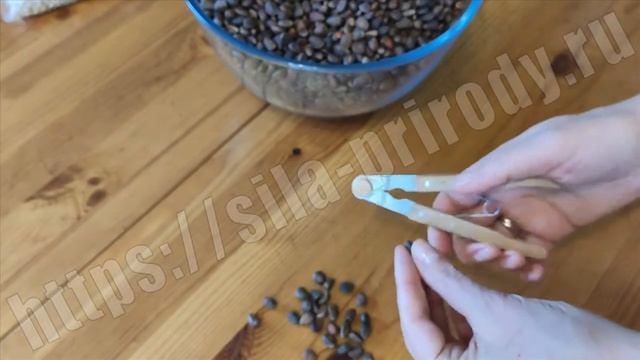 Орехоколка для кедрового ореха смотреть онлайн