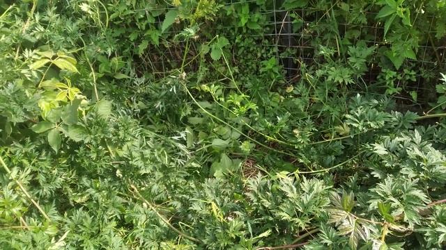 ежевика Эвергрин Торнлес,второй год вегетации на 12.09.22 смотреть онлайн