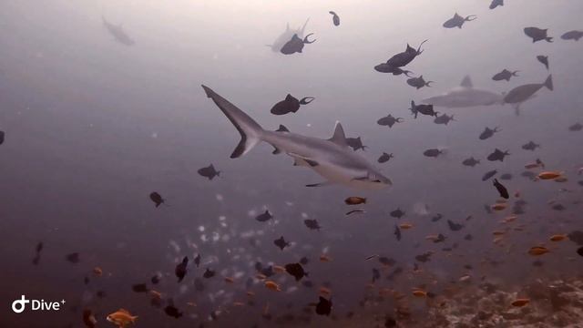 Расду. Rasdhoo.Дайвинг с акулами. смотреть онлайн