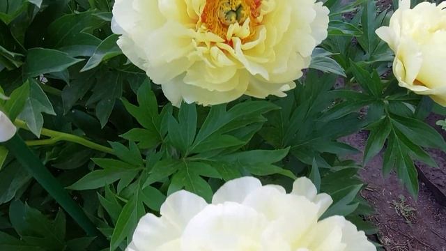 Пионы. Вечер с Бартзеллой. Июнь 2022г. смотреть онлайн